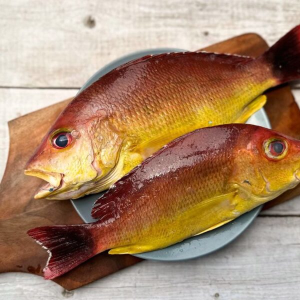 Black Tail Snapper