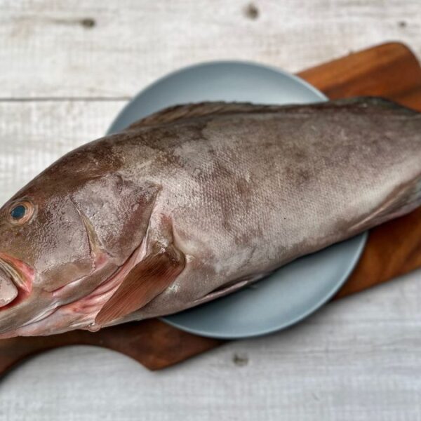Plain Grouper