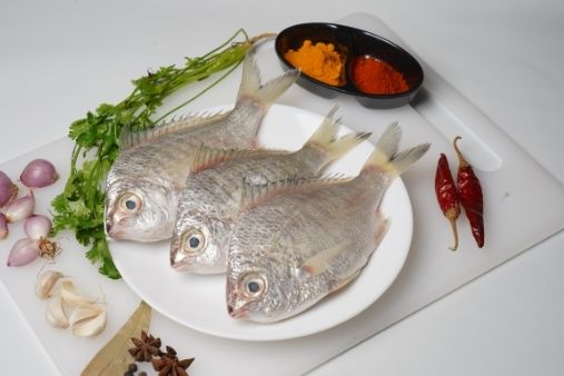 Udaan / Indian Mackerel / Ayala / Bangda