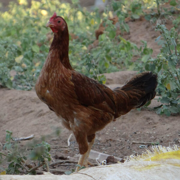 Nattu Kozhi / Country Chicken (WholeChicken-1kg)